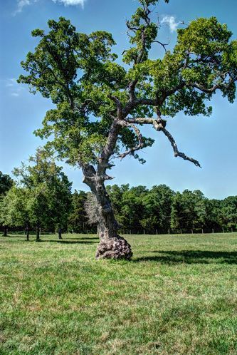 Grimes County Ranch: FM 3090 & CR 306, Anderson, TX 77830